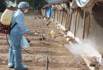 Chất khử trùng Cloramin B có độc không? Tìm hiểu ứng dụng và cách sử dụng Clorin B an toàn